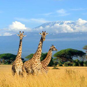 Enchanting Safari in Kenya