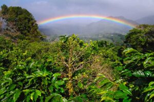Boquete Coffee Farm Tour