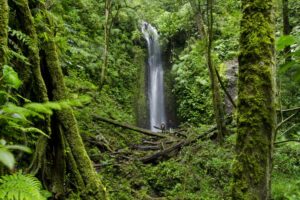 Rainforest Wildlife Expedition Private Tour