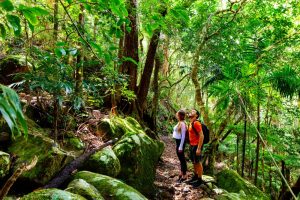 Jungle Wellness Escape – Self-Guided Nature Walk