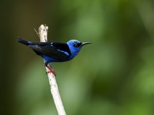 Birdwatching Soberanía